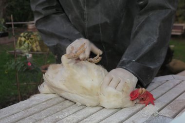 Vet working on chicken farm with a hen  clipart