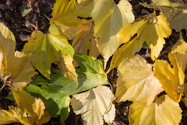 Folhas de outono isolado no jardim- verde e amarelo — Fotografia de Stock