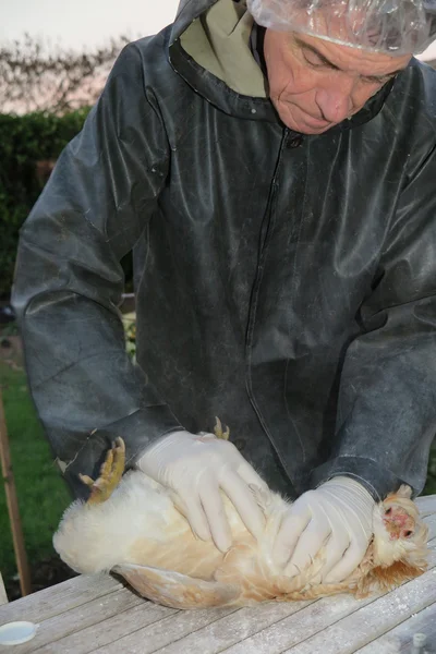 Vet travaillant sur la ferme de poulet une poule — Photo