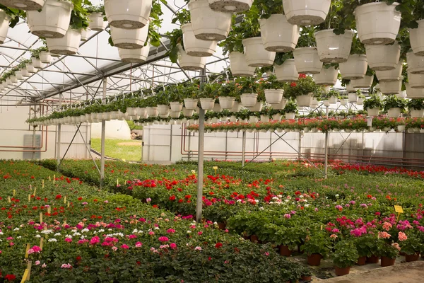 Interior view of garden centre with flowers — Stok Foto