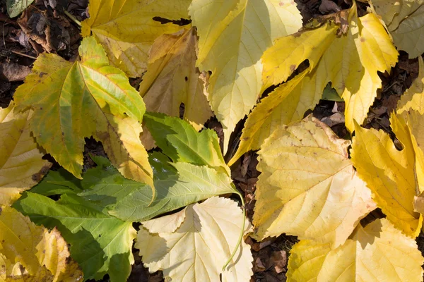 Vacker bakgrund med olika hösten färgglada lämnar — Stockfoto