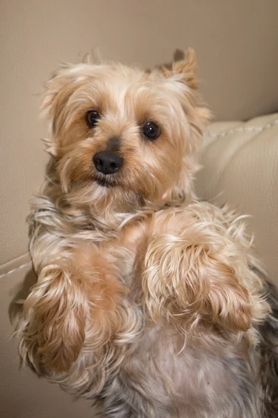 Portret rasy Yorkshire Terrier pies siedzi na kanapie kryty — Zdjęcie stockowe