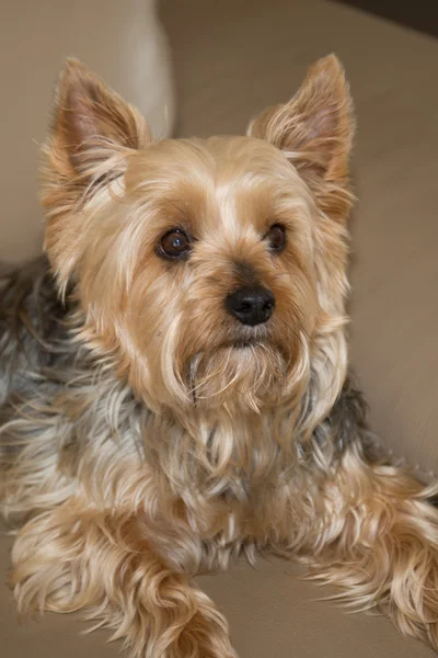 Hermoso y agradable Yorkshire terrier descansando en un sofá — Foto de Stock