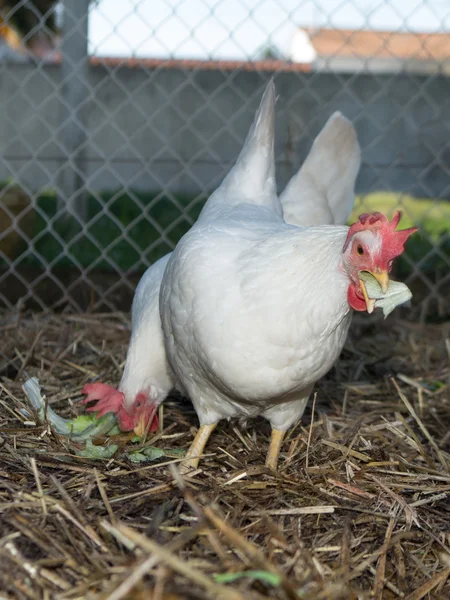 Uma galinha branca pega a salada de comida do chão — Fotografia de Stock