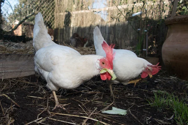 A white chicken picks up food salad from the ground