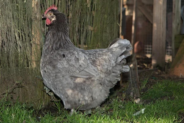 Серая курица на поле рядом с курятником — стоковое фото