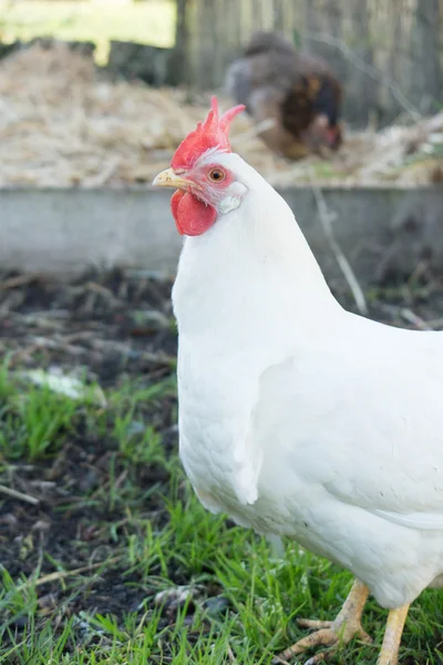 Pollo con il becco aperto che mangia un filo d'erba . — Foto Stock