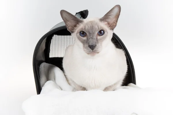 Oosterse blauw-punt siamese kat die zich voordeed op een witte achtergrond — Stockfoto