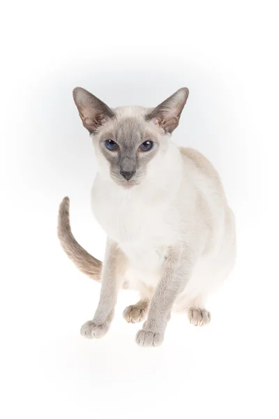 Süße orientalische Kurzhaarkatze, peterbald, auf weiß — Stockfoto