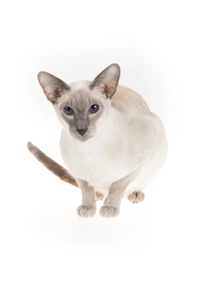 Gato siamés oriental de punto azul aislado en blanco — Foto de Stock