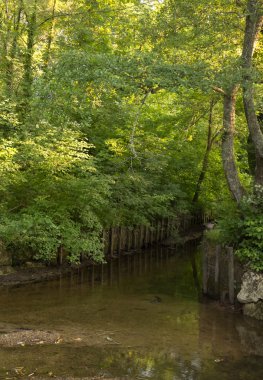 güzel bir bahar üzerinde park orman manzarası