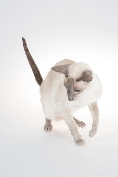 Oosterse kat springen op een witte achtergrond — Stockfoto