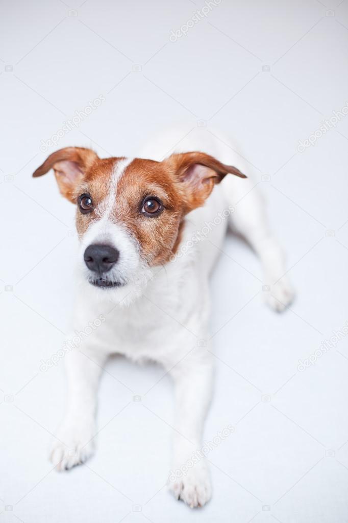 jack russell terrierthe white background