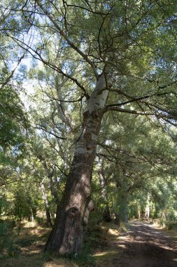 Ormanın ortasında eğilmiş bir ağaç