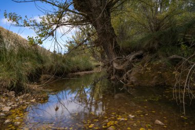Bir sonbahar ormanında dökülen yapraklarla dolu bir nehrin parçası.