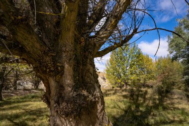 Ormanda bir kavak başı gövdesi.