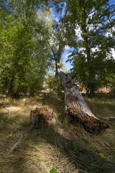 Σπασμένο Και Πεσμένο Δέντρο Σχισμένο Κορμό — Φωτογραφία Αρχείου