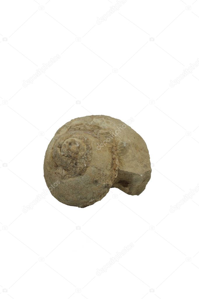 one fossil on white background