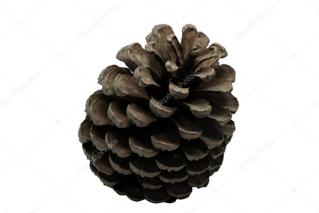 pine cone on white background