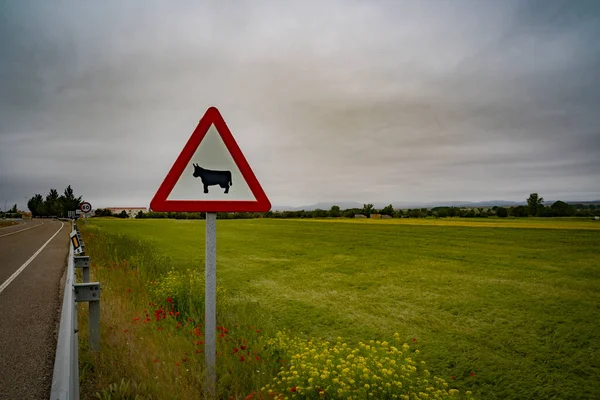 Cow road sign advising domestic animal crossing on a country road.