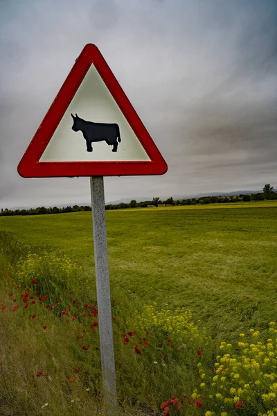 Cow road sign advising domestic animal crossing on a country road.