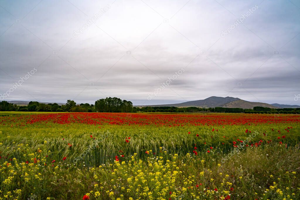 Red and green field full of poppies