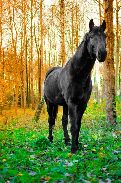 Hästen äter gräs i skogen, grunt Dof fokus på ögonen — Stockfoto