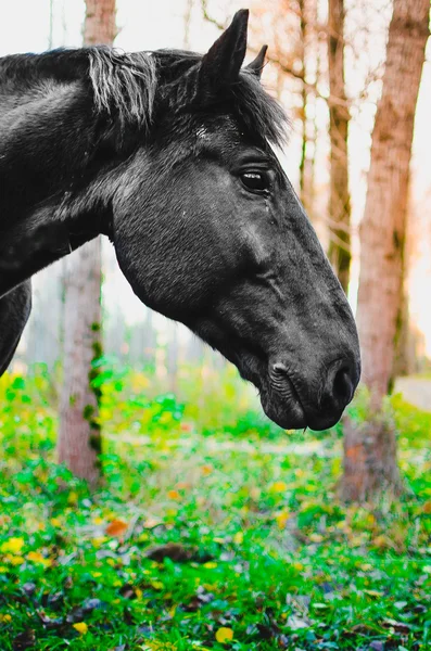 Hästen äter gräs i skogen, grunt Dof, fokus på ögonen — Stockfoto