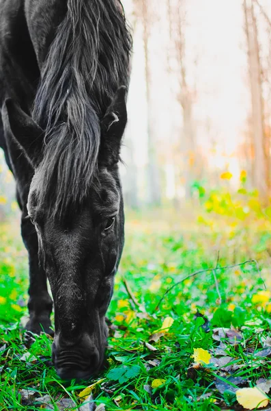Hästen äter gräs i skogen, grunt Dof fokus på ögonen — Stockfoto
