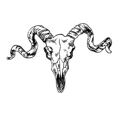 El çizimi vektör çizimi keçi kafatası