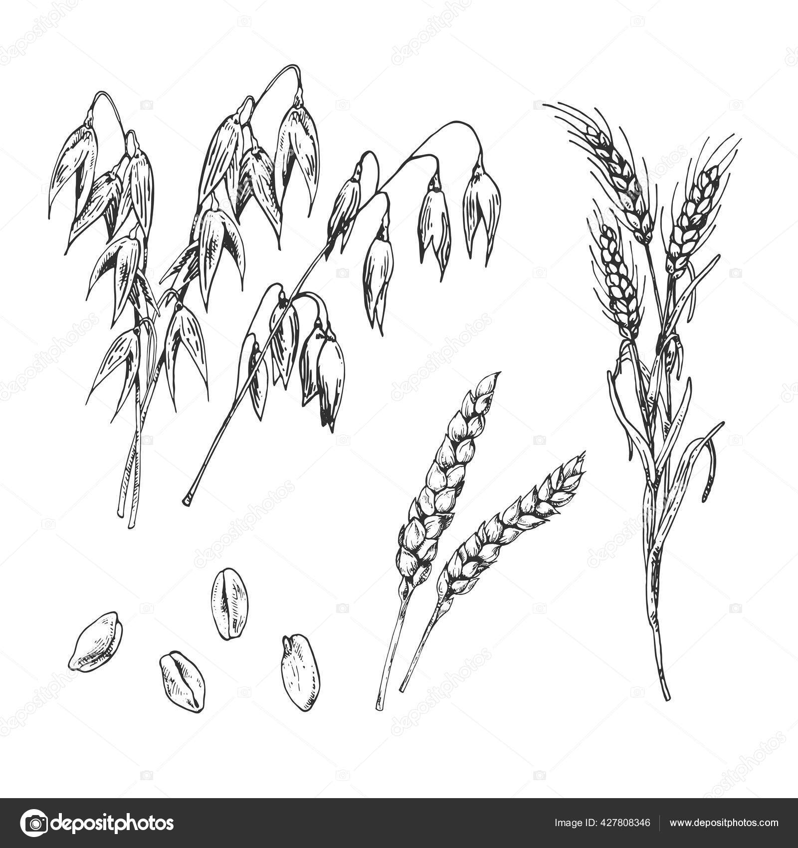 Simple hand-drawn vector drawing in black outline. Wheat spikelet isolated  on white background. Cereal, farm crop, flour product, baked goods. For  prints, packaging, logo. Stock Vector | Adobe Stock