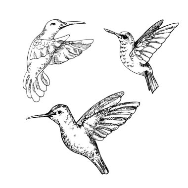 El çizimi uğultulu kuş seti