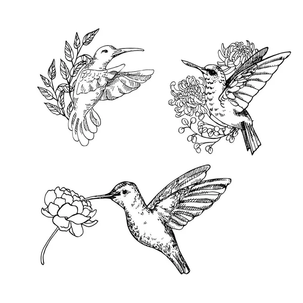 Juego de aves tarareando dibujadas a mano — Vector de stock