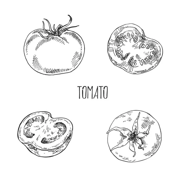 Ručně kreslená vektorová ilustrační rajčata — Stockový vektor