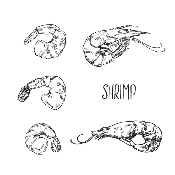 Hand drawn vector shrimps, prawns — ストックベクタ