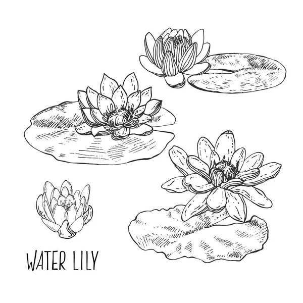 El çizimi vektör lotus, yapraklı nilüfer çiçeği — Stok Vektör
