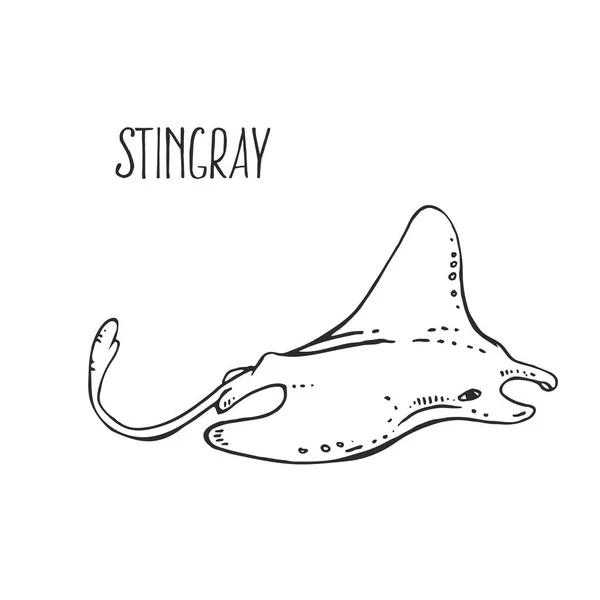 Mão desenhado vetor mar stingray peixe ilustração —  Vetores de Stock