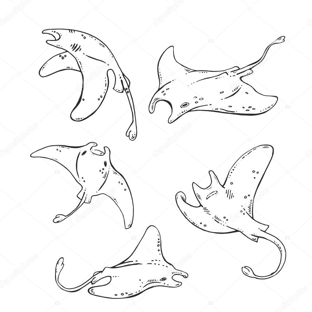 Hand drawn vector illustration of stingray. Sea animal, ray, colored page. Childish fish images for design, packaging, book