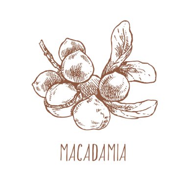 El çizimi macadamia fındık çekirdeği dalı