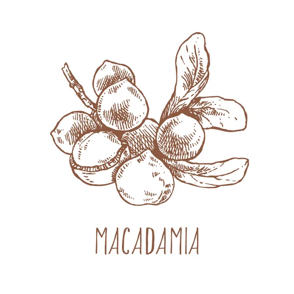 Ramo noce macadamia vettoriale disegnato a mano — Vettoriale Stock