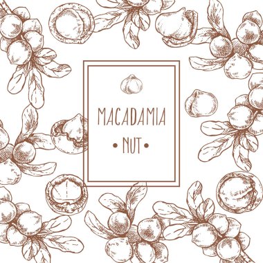 El çizimi Macadamia çekirdek yaprak dalı