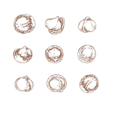 El çizimi Macadamia ceviz çekirdeği farklı.