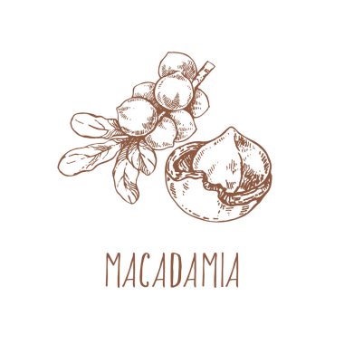 El çizimi macadamia fındık çekirdeği dalı