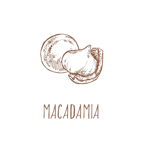 El çizimi Macadamia ceviz çekirdeği farklı. — Stok Vektör