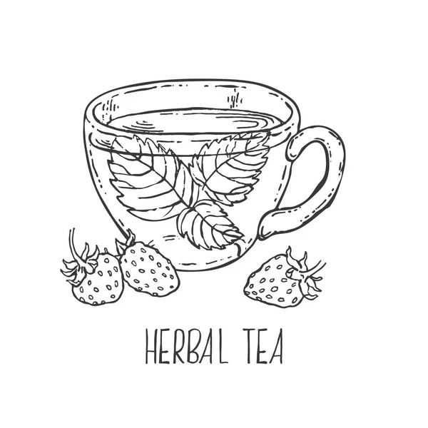 Vetor desenhado à mão chá de ervas de morango selvagem — Vetor de Stock