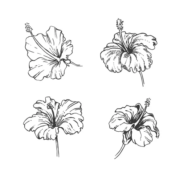 Рука намальована Векторні квіти гібіскуса Векторні ілюстрації — стоковий вектор