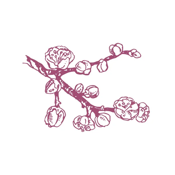 Ręcznie rysowane wektor różowy kwiat śliwki ilustracja — Wektor stockowy