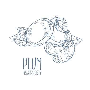 El çizimi vektör mavi erik meyve illüstrasyonu