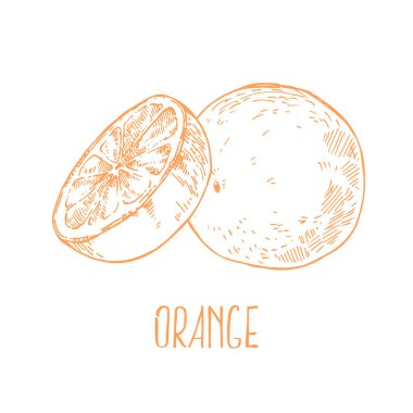 El çizimi taze portakal yaz meyvesi