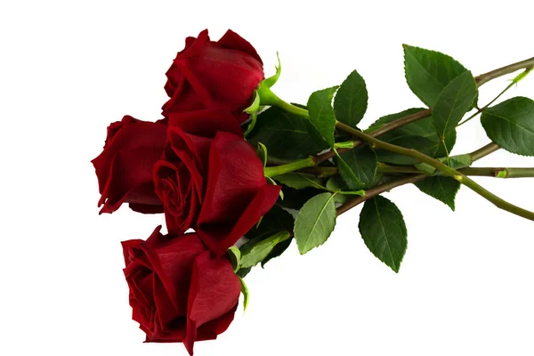 Четыре Красные Розы Крупным Планом Изолированные Белом Фоне — стоковое фото